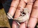 328 Leaf Tailed Gecko